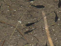 Image of San Ignacio pupfish