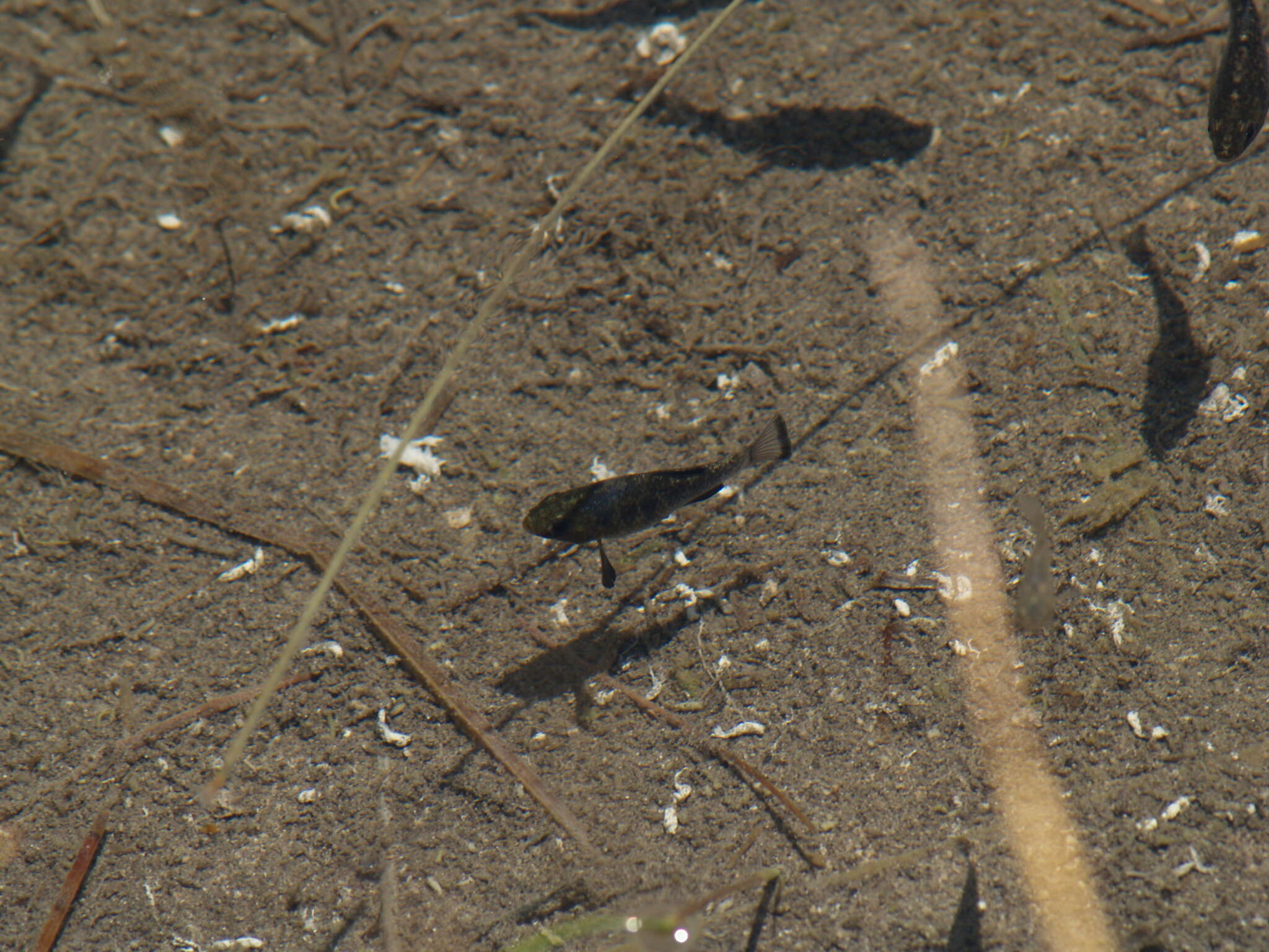 Image of San Ignacio pupfish