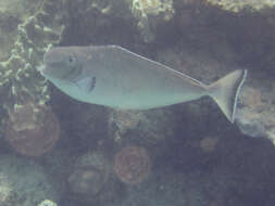 Image of Bulbnose Unicornfish