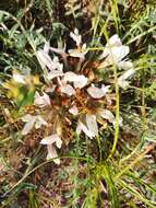 Image of Astragalus dolichophyllus Pall.