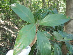 Image of Litsea leefeana (F. Müll.) Merr.