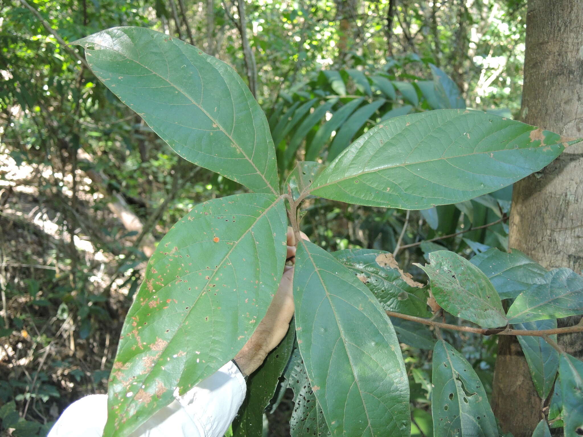 Image of Litsea leefeana (F. Müll.) Merr.