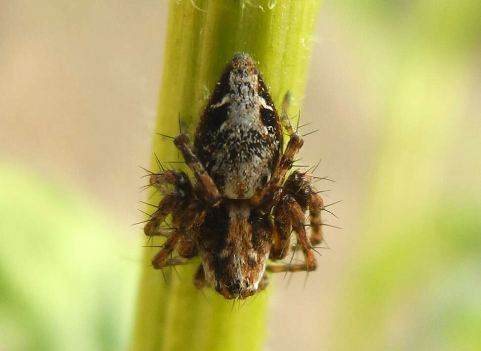 Image of Oxyopes ramosus (Martini & Goeze 1778)