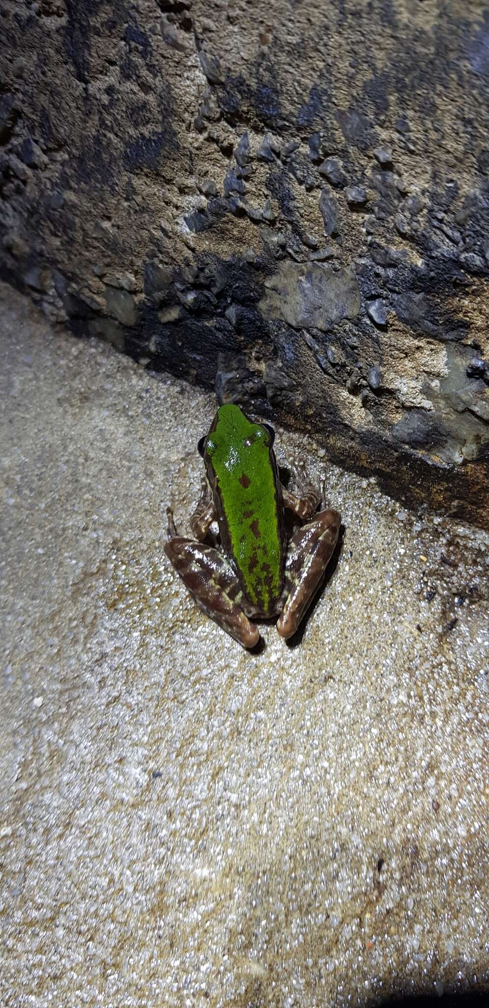 Image of large odorous frog