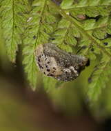 Image of Cystopelta purpurea Davies 1912