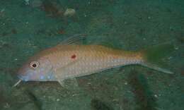 Image of Cinnabar goatfish