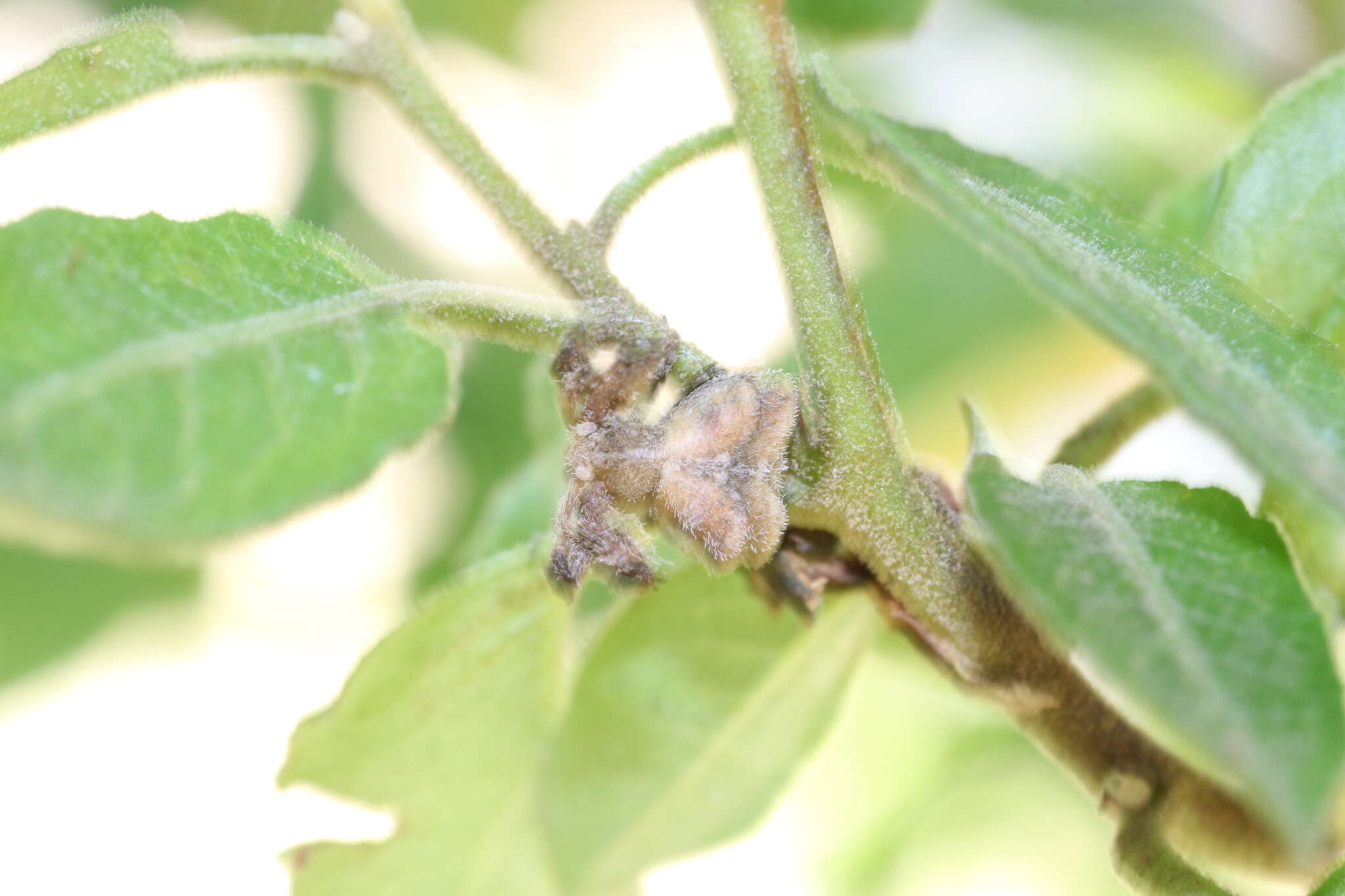 Image of Coenypha ditissima