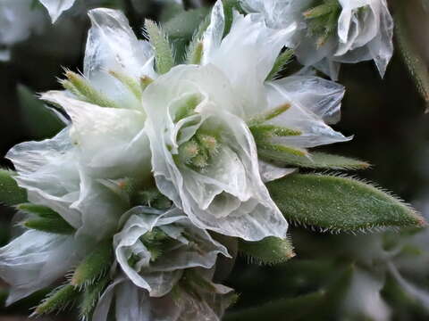 Image of Paronychia capitata (L.) Lam.