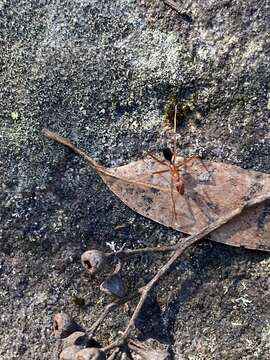 Imagem de Leptomyrmex nigriventris (Guerin-Meneville 1831)