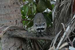 Image of Procyon lotor insularis Merriam 1898