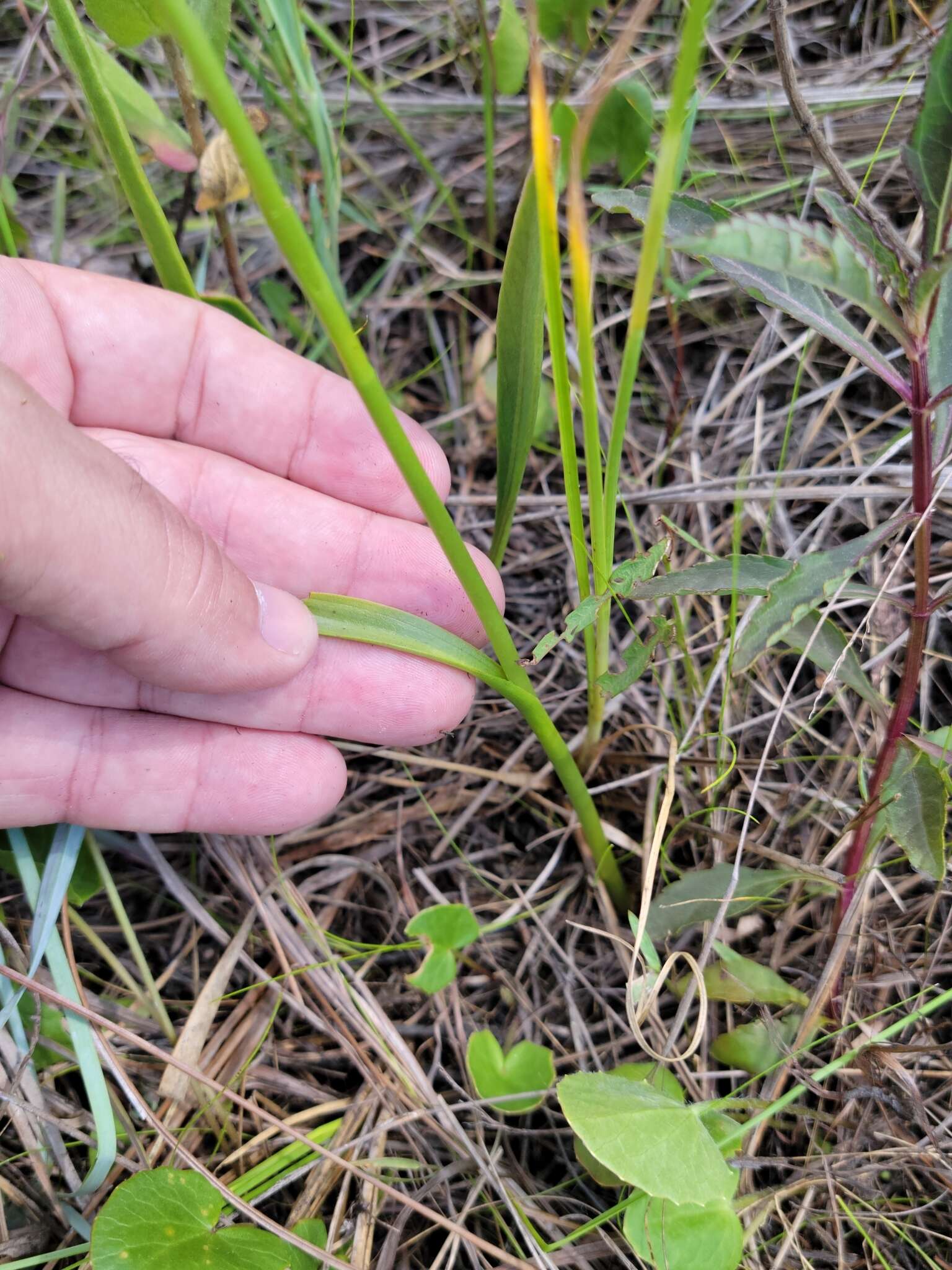 Spiranthes laciniata (Small) Ames resmi