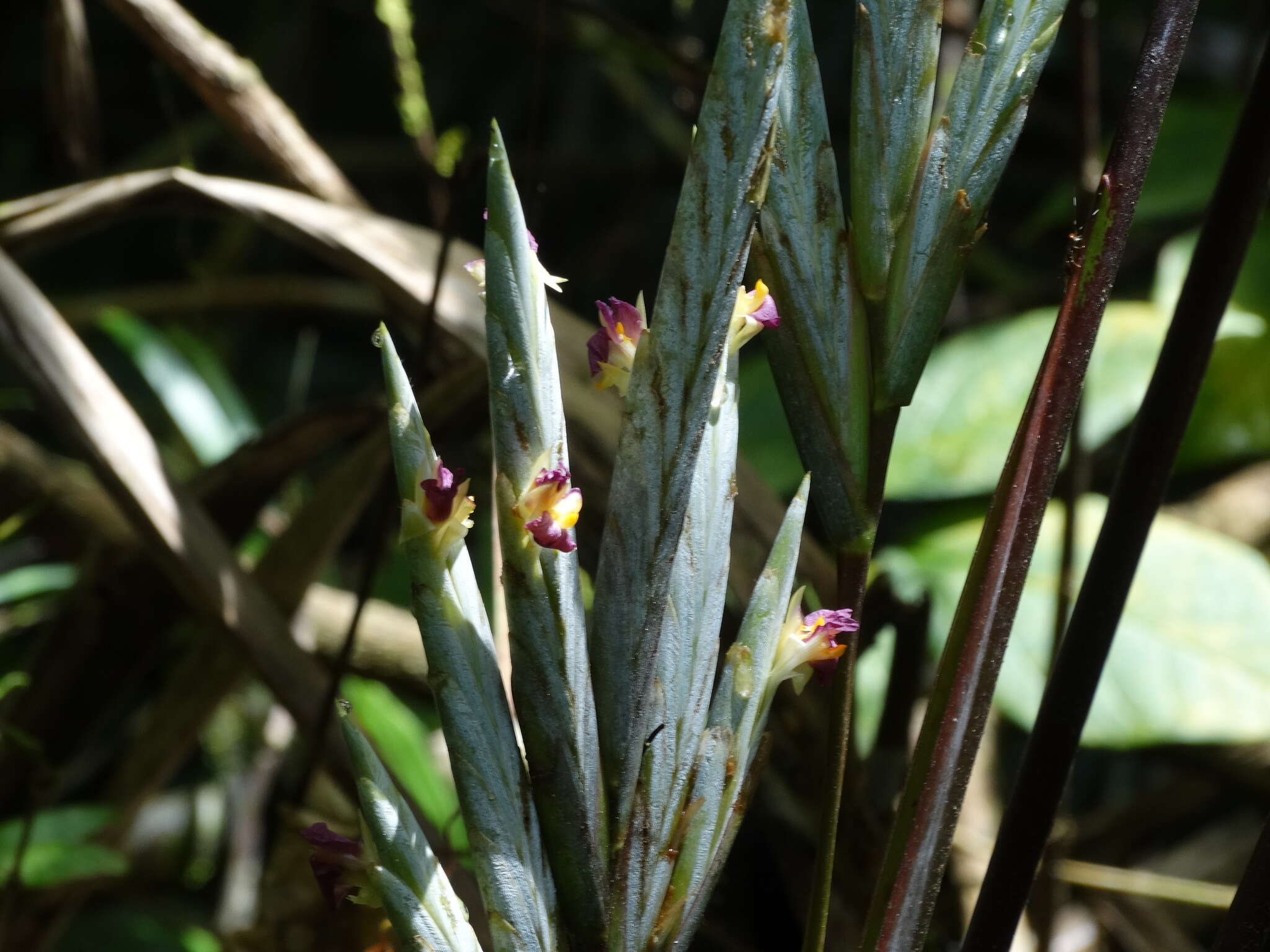 Pleiostachya pruinosa (Regel) K. Schum.的圖片