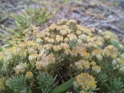 Image of Helichrysum asperum var. comosum (Sch. Bip.) Hilliard