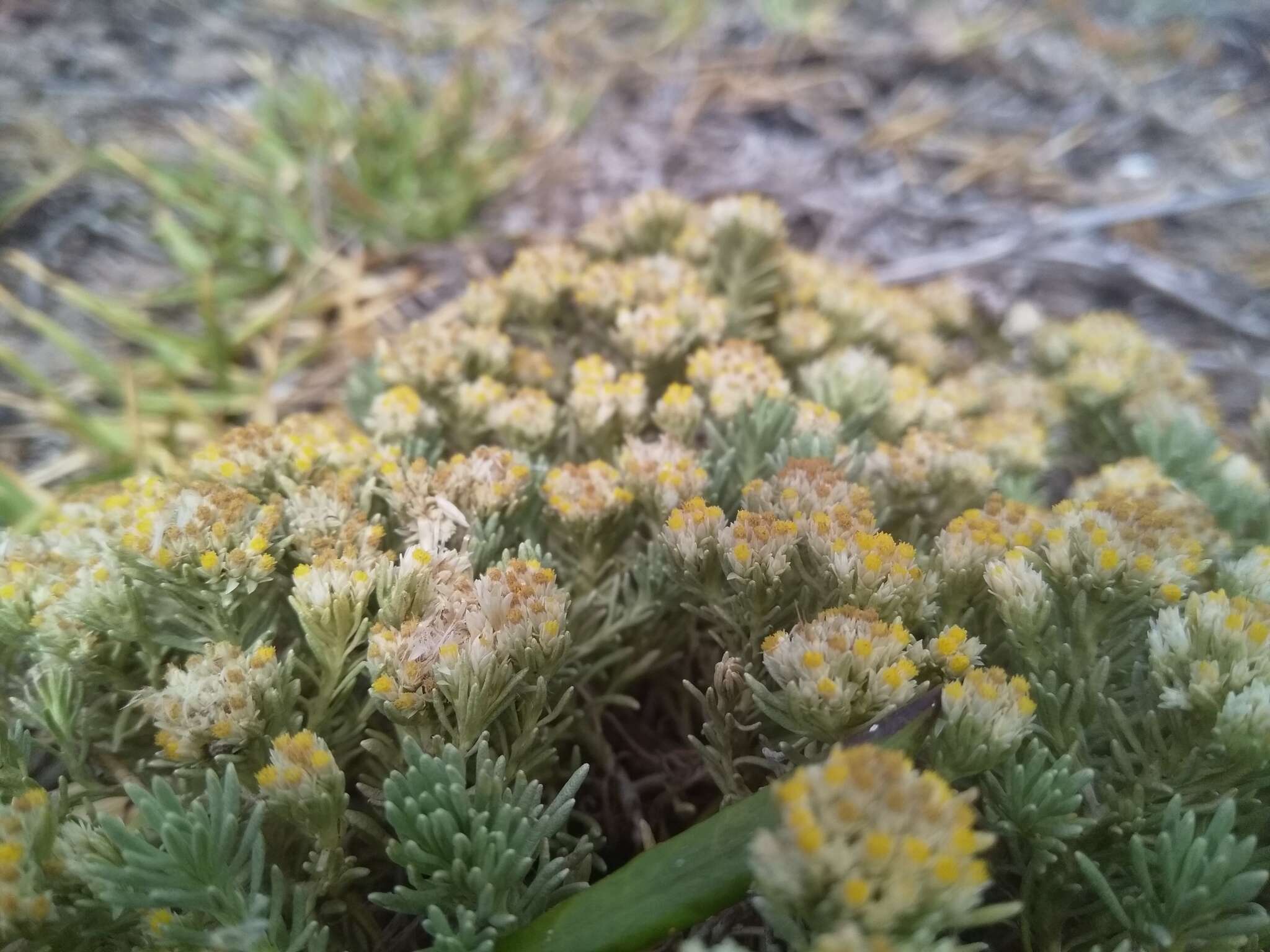 Image of Helichrysum asperum var. comosum (Sch. Bip.) Hilliard