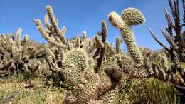 Image of Gander's buckhorn cholla