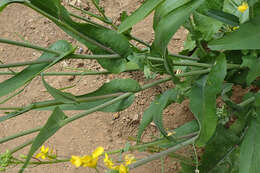 Image of common mustard