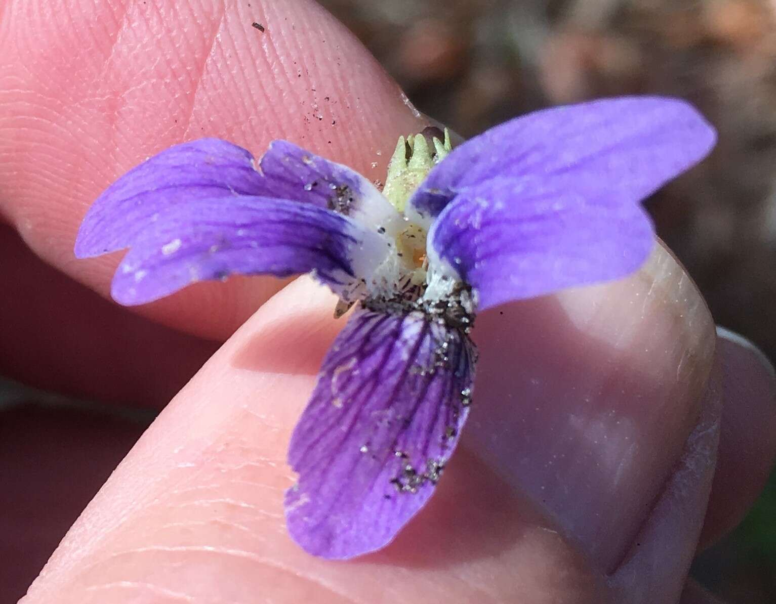 Viola edulis Spach resmi