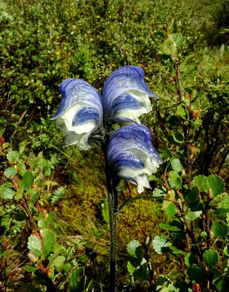 Imagem de Aconitum biflorum Fisch. ex DC.