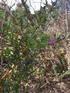 Image of Holly-leaved Mirbelia