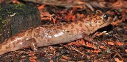 Image of California Giant Salamander