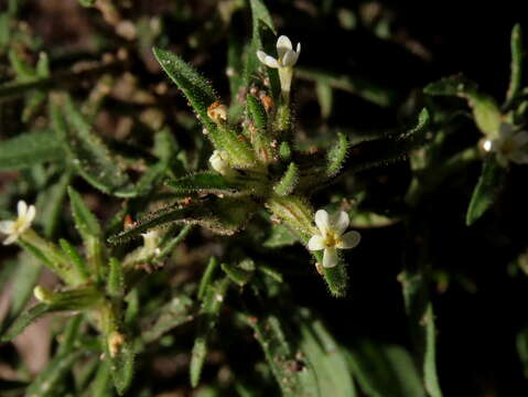 صورة Polycarena silenoides Harv. ex Benth.