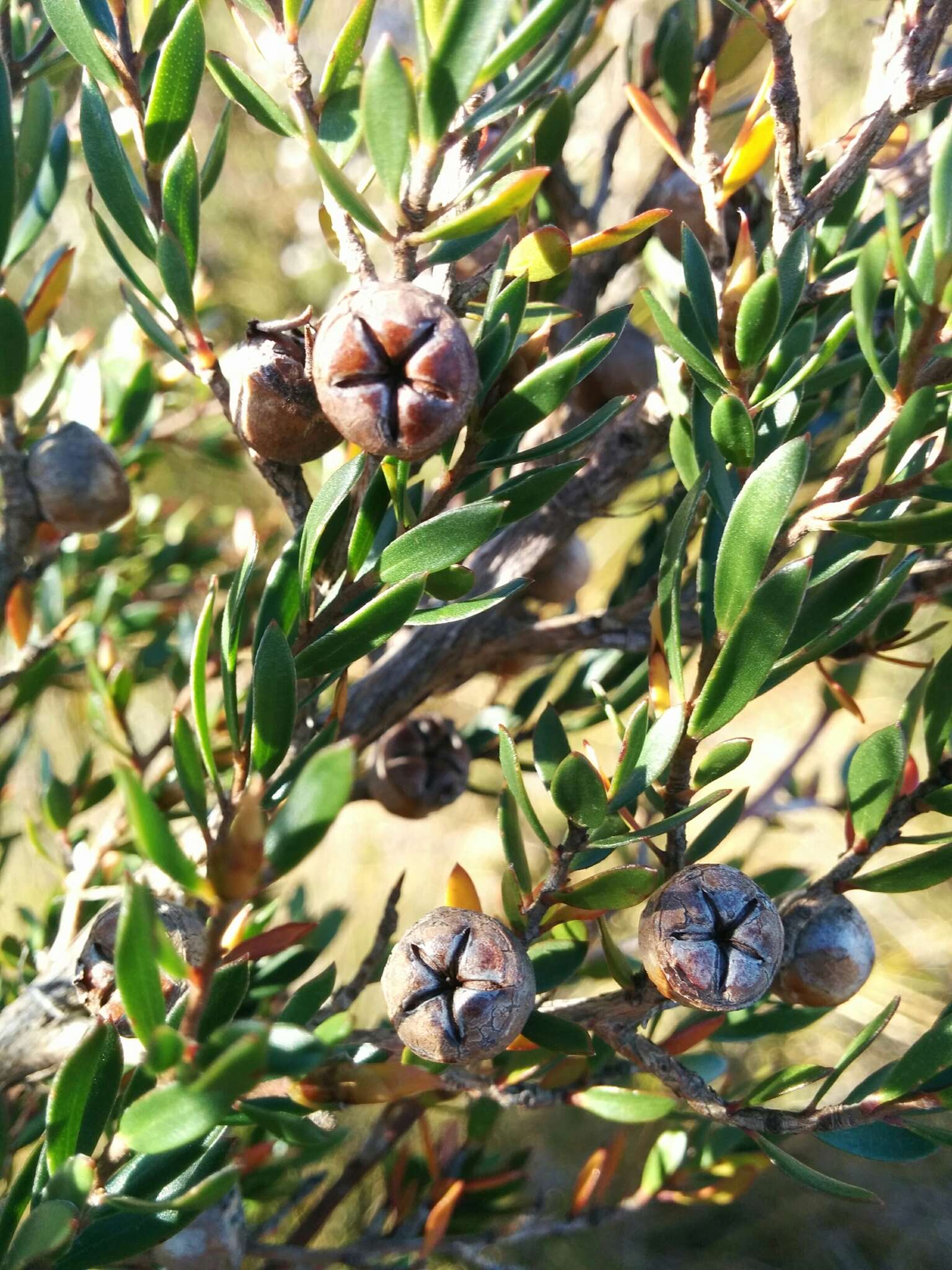 Sivun Leptospermum nitidum Hook. fil. kuva