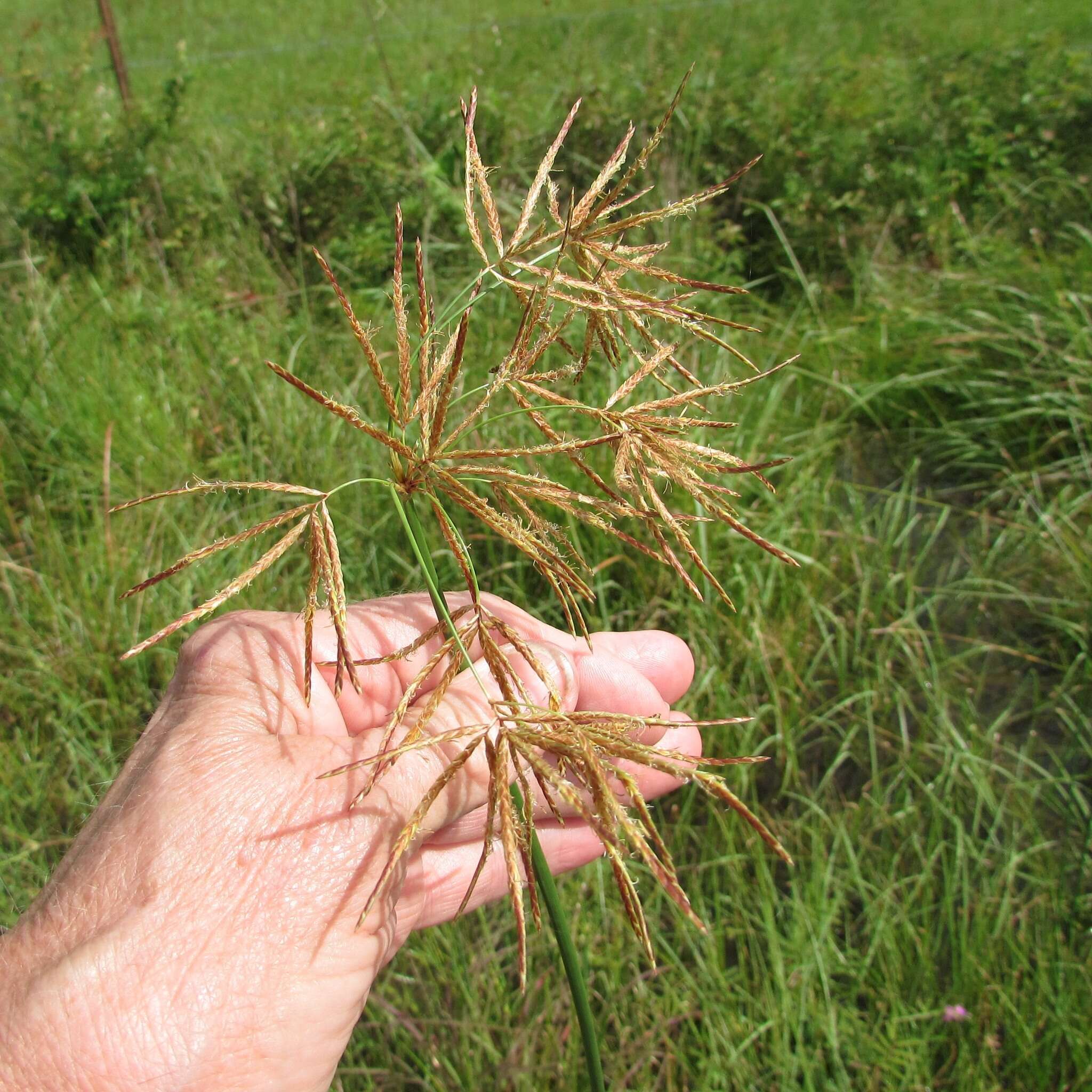 Image de Souchet articulé