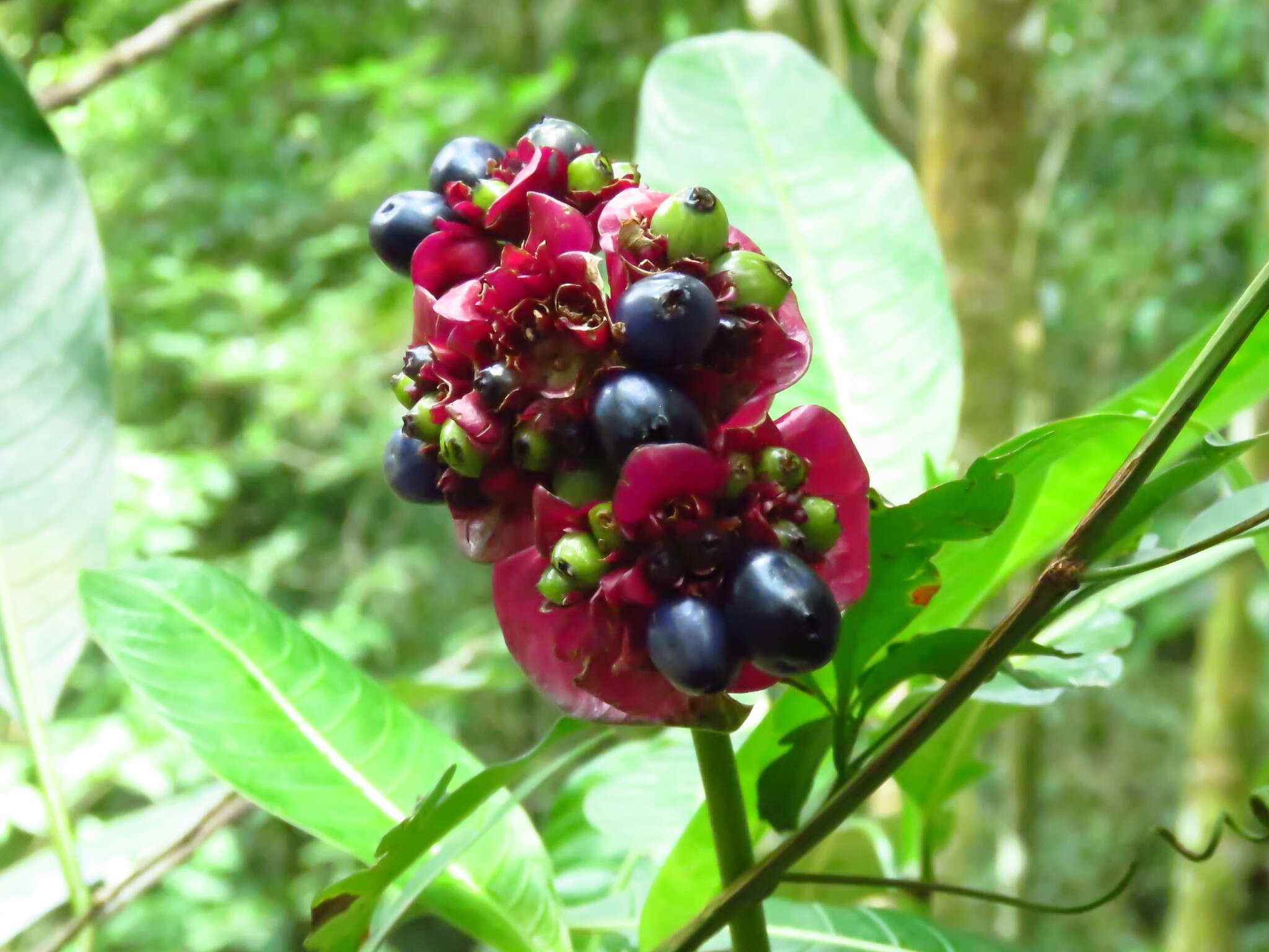 Palicourea elata (Sw.) Borhidi resmi