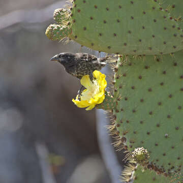 Image of Common Cactus Finch