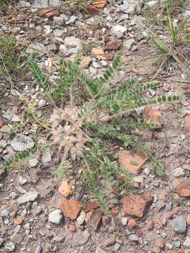 Plancia ëd Astragalus exscapus L.