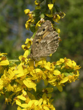 Image of Ligularia heterophylla Rupr.