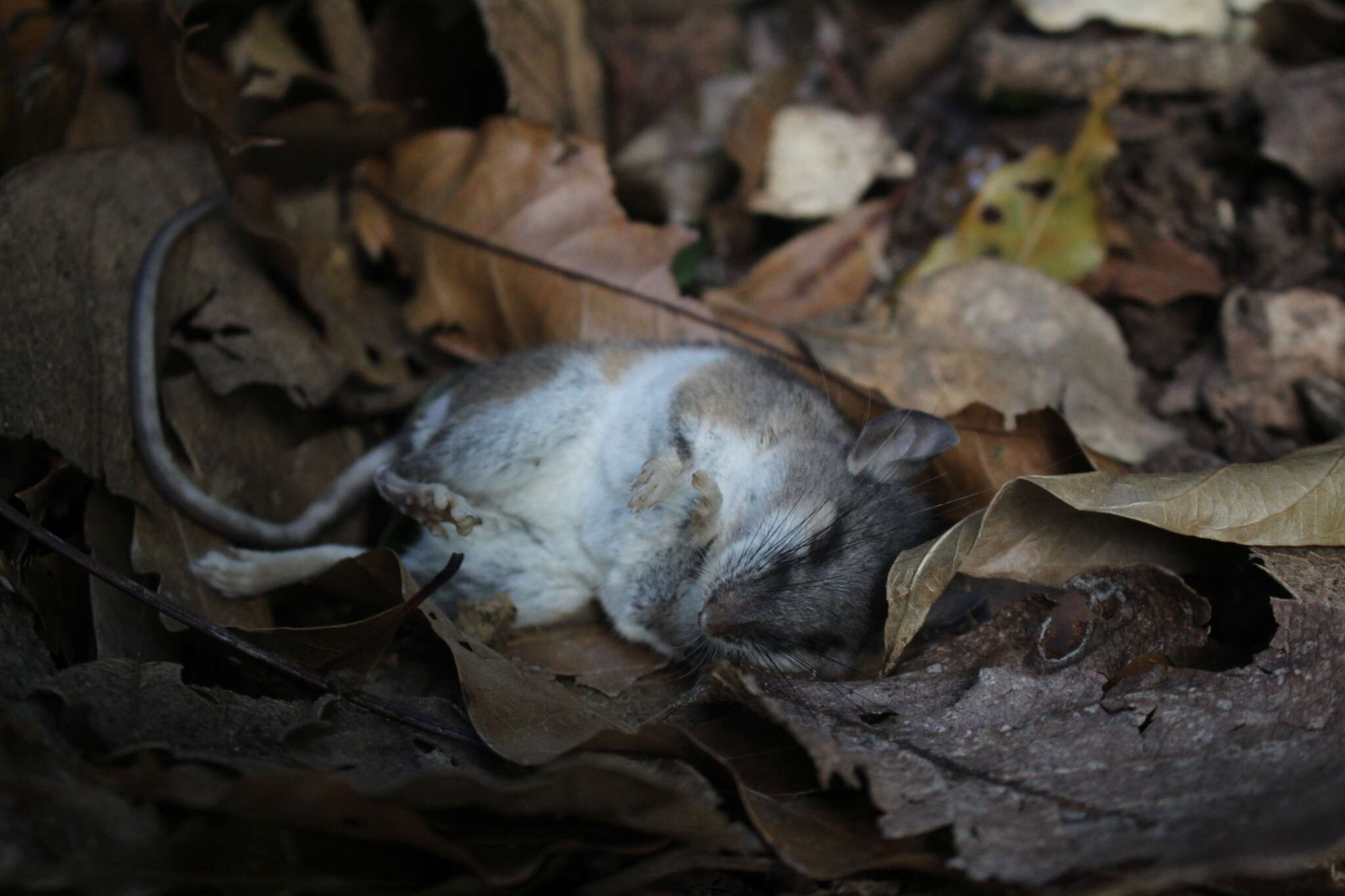 Imagem de Peromyscus mexicanus (Saussure 1860)