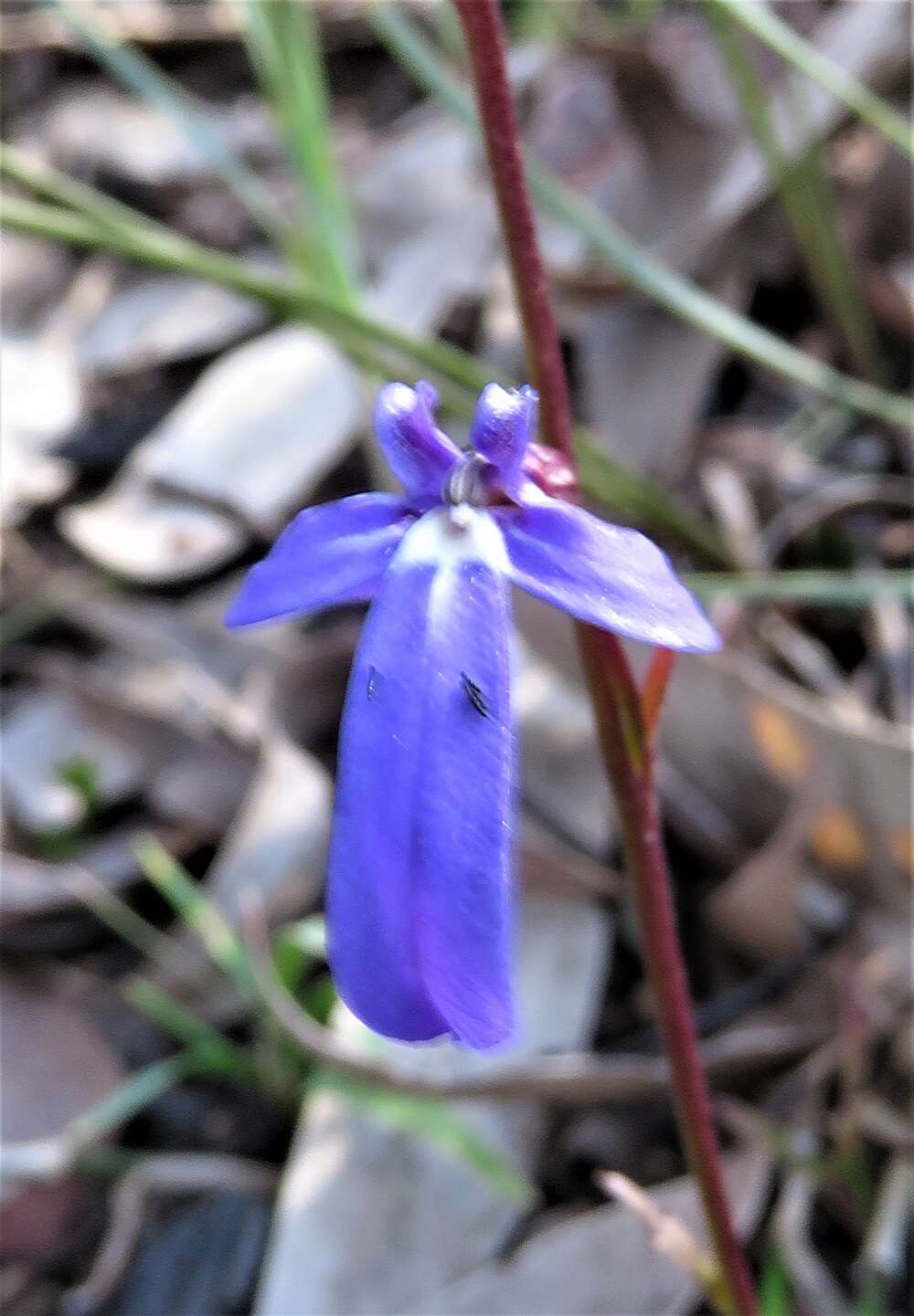 Image of Lobelia dentata Cav.