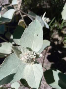 Image of Croton subpannosus Müll. Arg. ex Griseb.