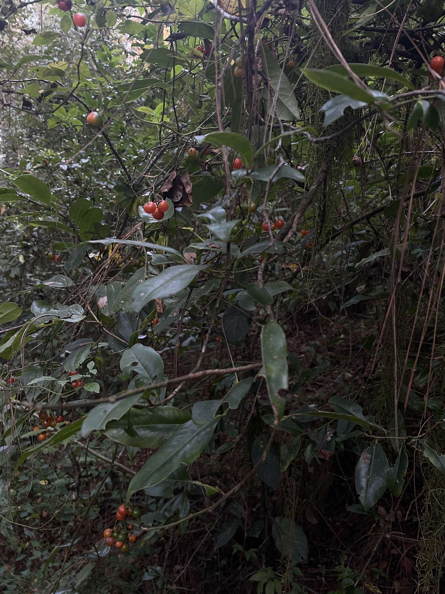 Image of Solanum appendiculatum Humb. & Bonpl. ex Dun.