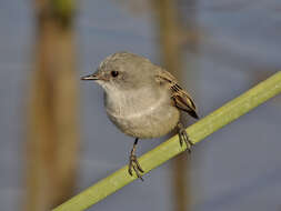 Serpophaga nigricans (Vieillot 1817)的圖片