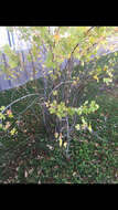 Image of Ribes aureum var. aureum