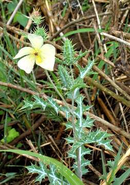 Image of Argemone ochroleuca subsp. ochroleuca