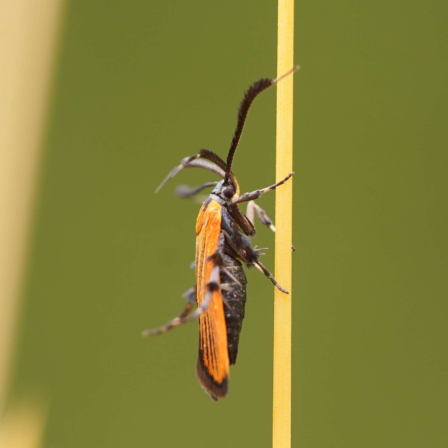 Слика од Snellenia lineata Walker 1856