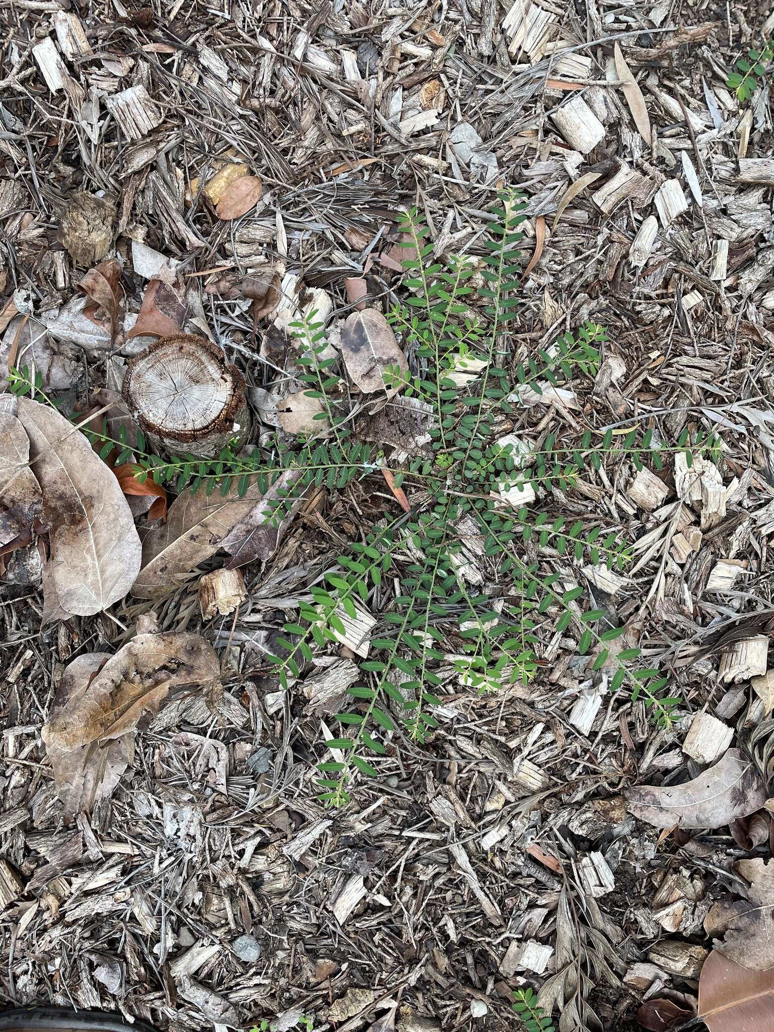 Image of Phyllanthus virgatus G. Forst.