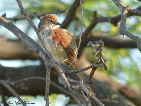 Image of Ochre-cheeked Spinetail