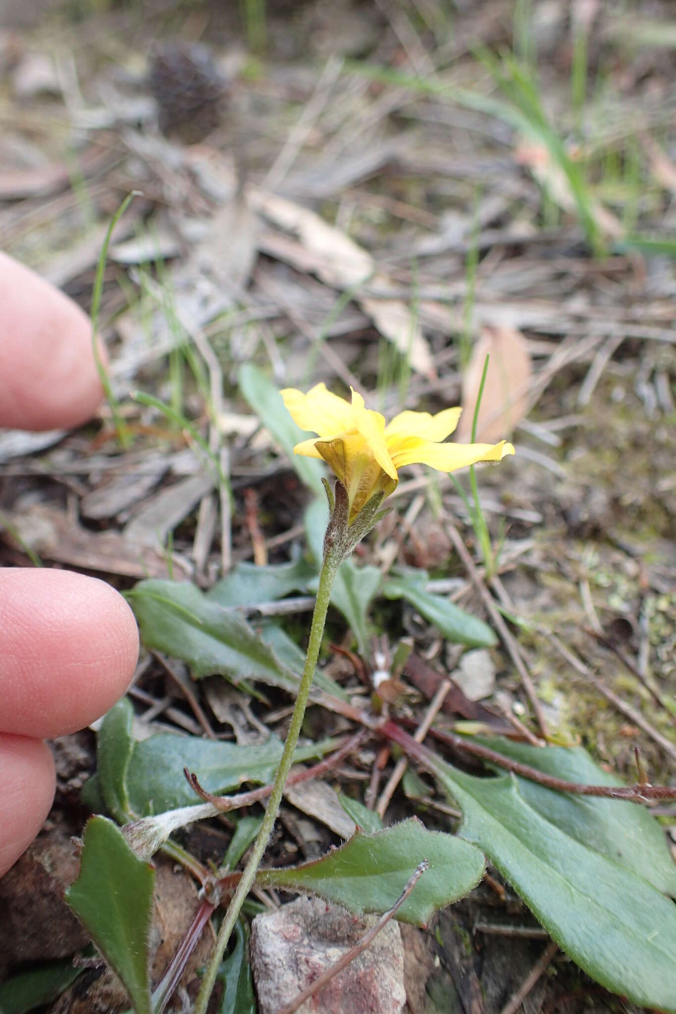 Sivun Goodenia lanata R. Br. kuva