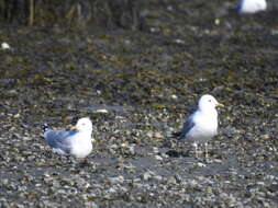 Image of common gull