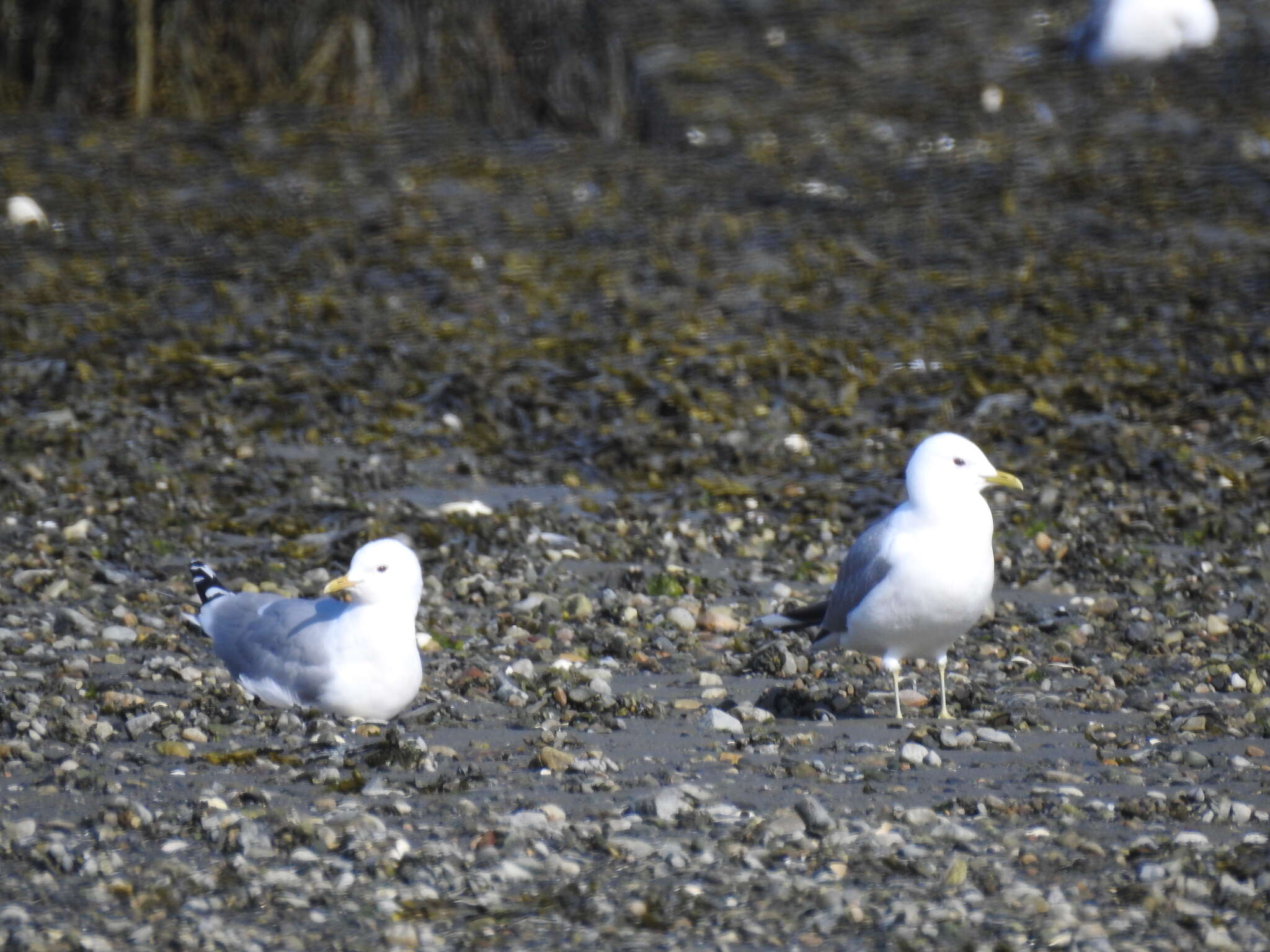 Plancia ëd Larus canus canus Linnaeus 1758