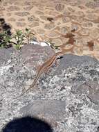 Image of Tenerife Lizard