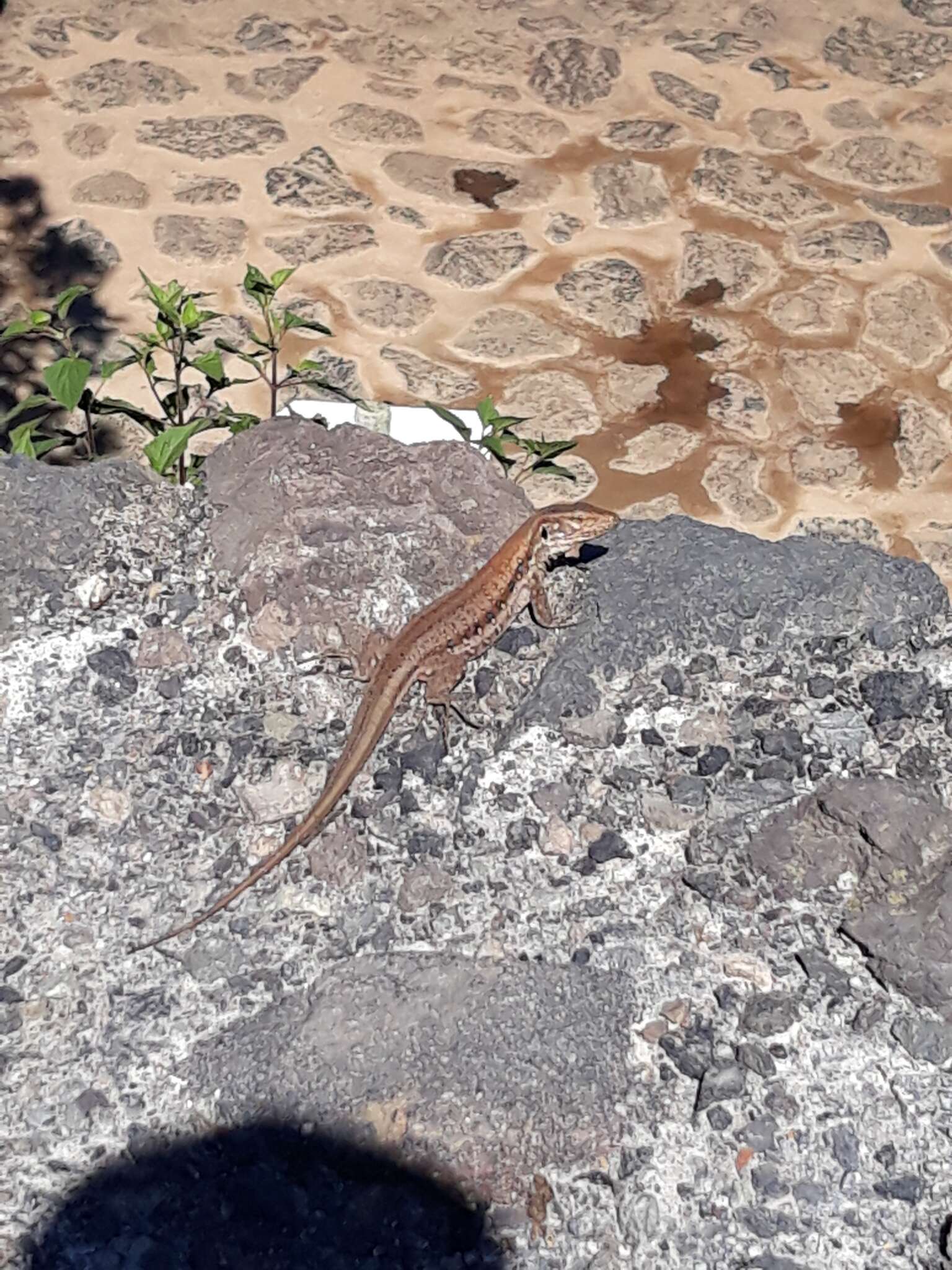 Image of Tenerife Lizard