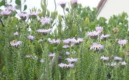 Image of Dune daisy