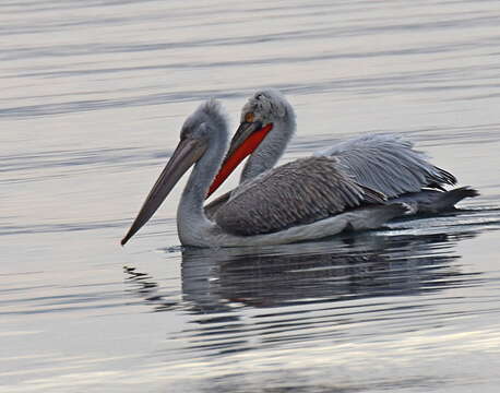 Image of Dalmatian Pelican