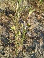 Image of Sand Plantain