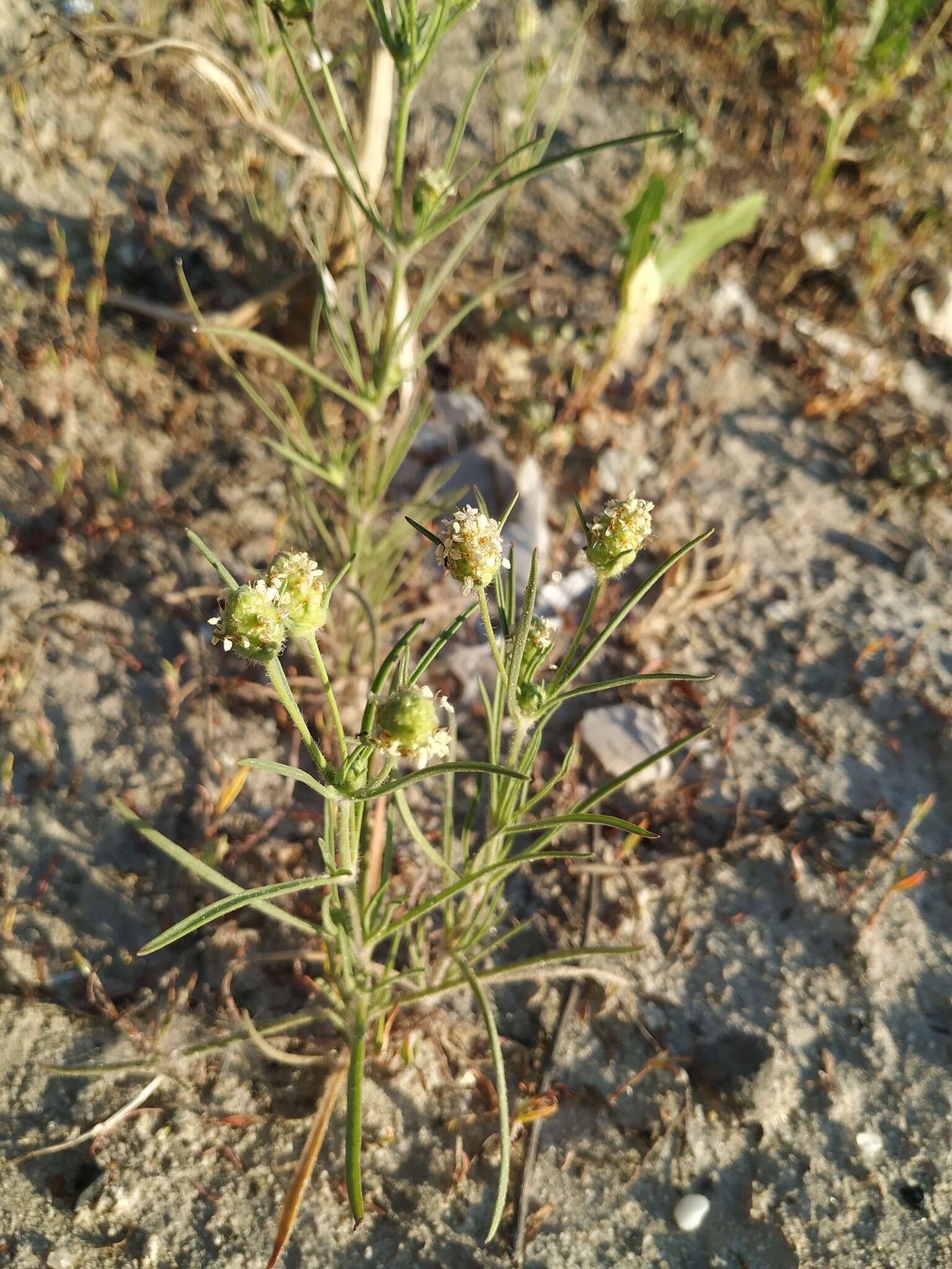 Image of Sand Plantain